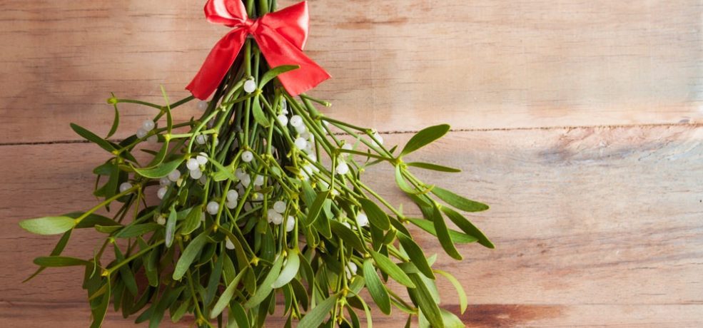 mistletoe