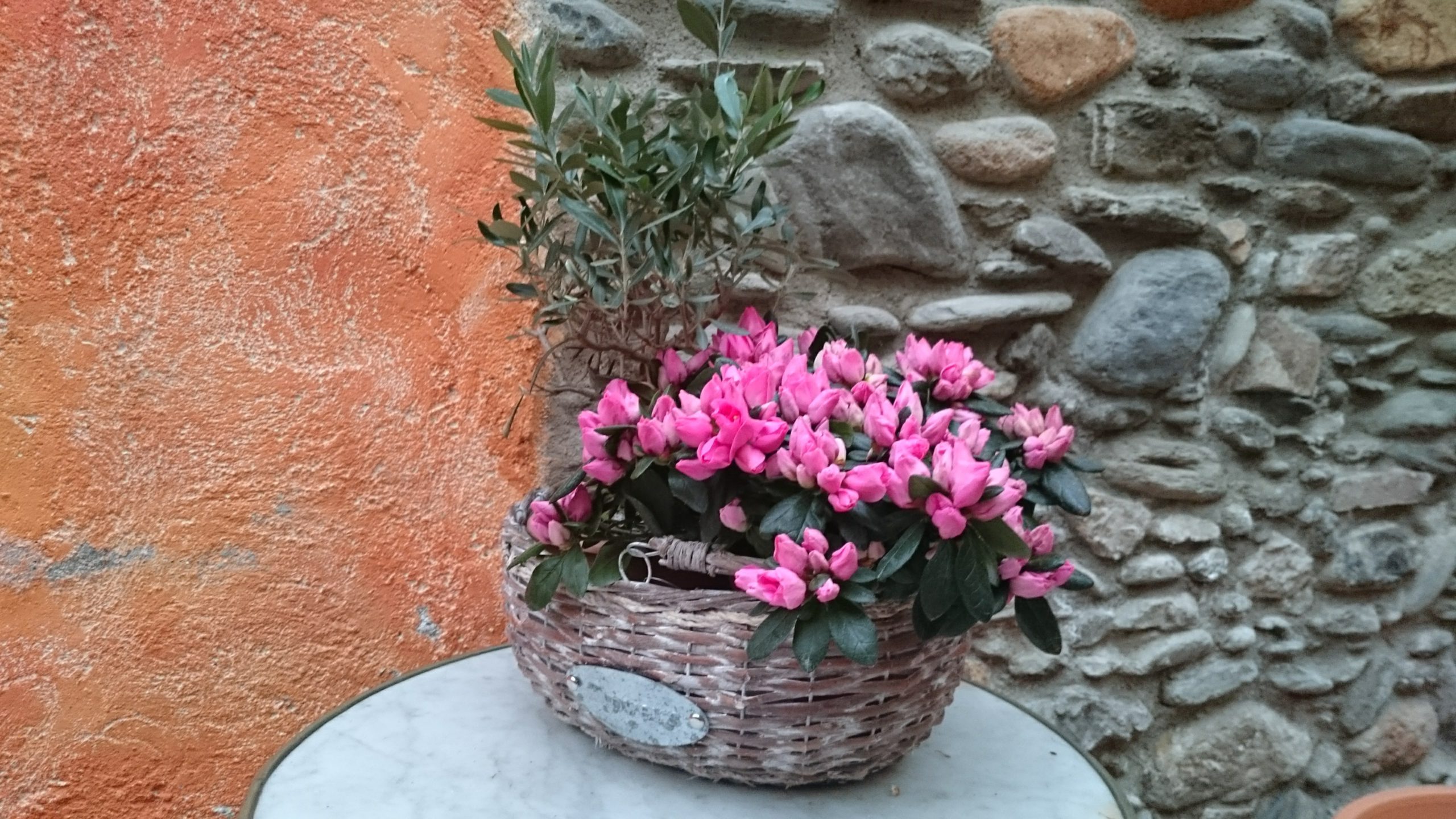 Consejos para cuidar: Las Azaleas - Floristería Nerine