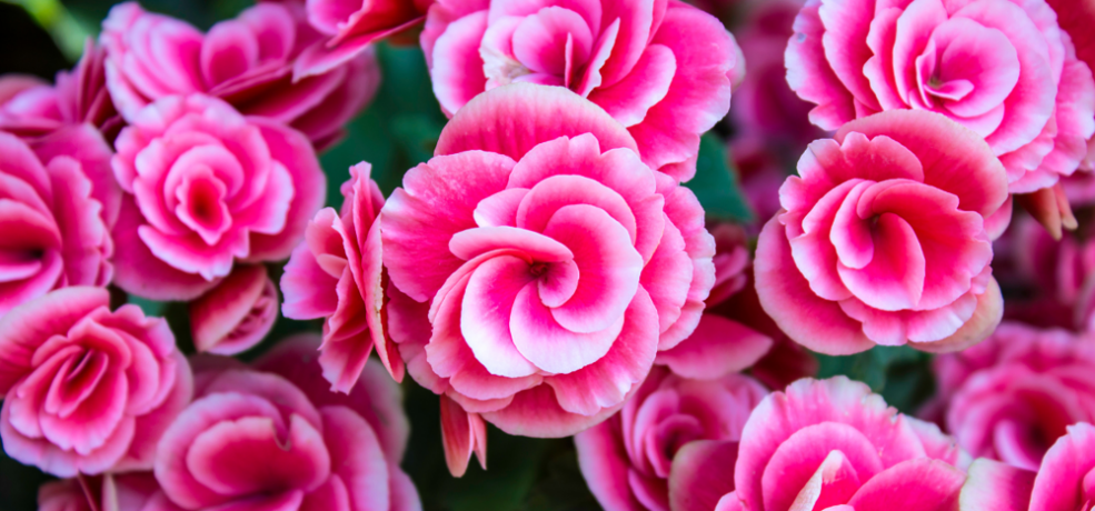 begonia 17d4ef5a 230720121530 1000x525