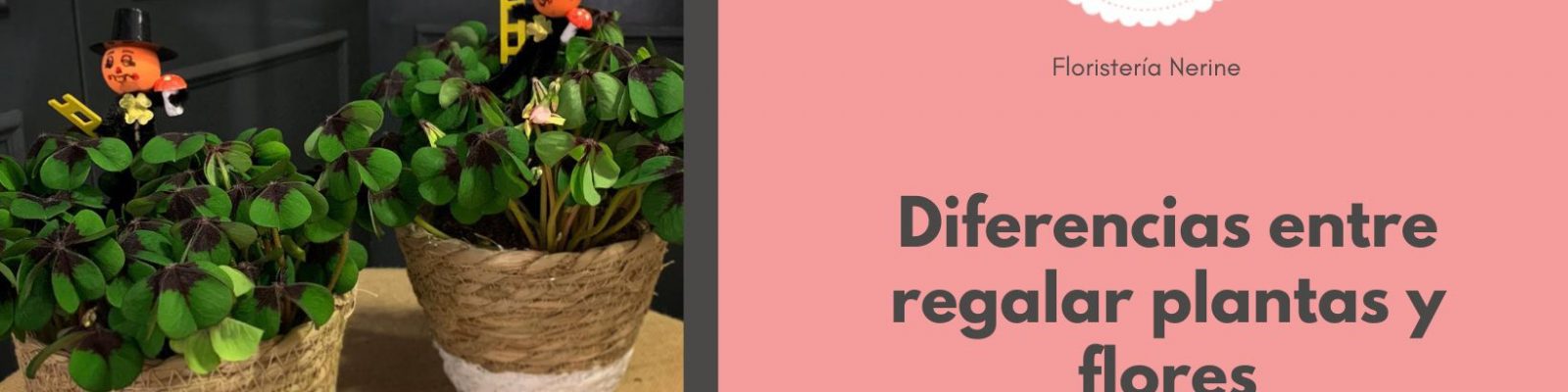 Diferencias entre regalar plantas y flores