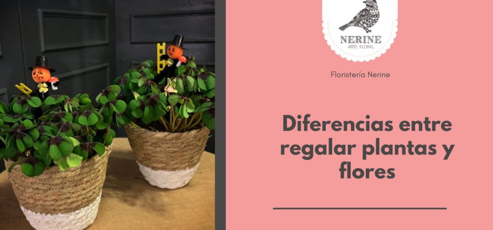 Diferencias entre regalar plantas y flores