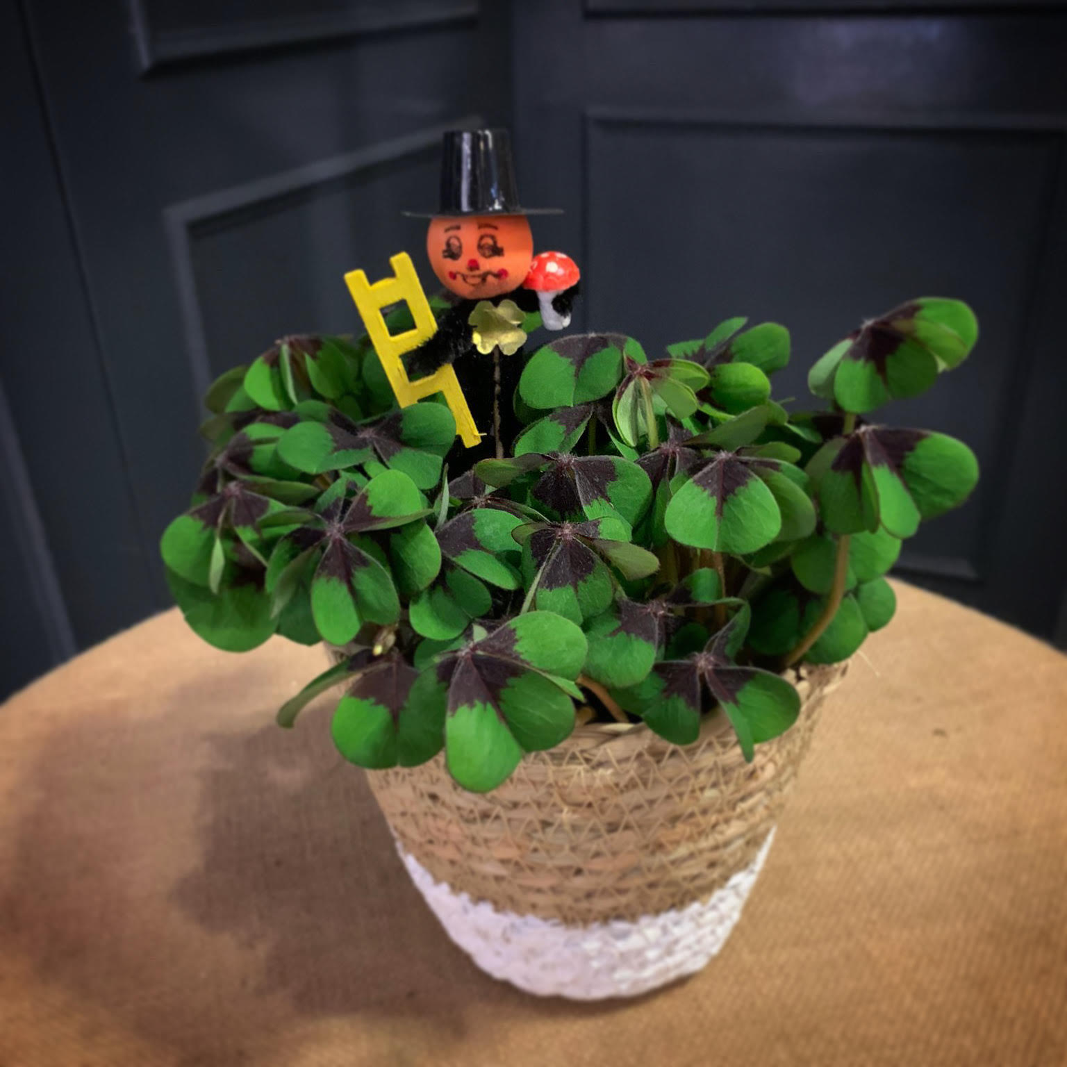 plantas de interior en granada