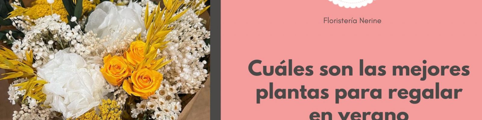 Cuáles son las mejores plantas para regalar en verano