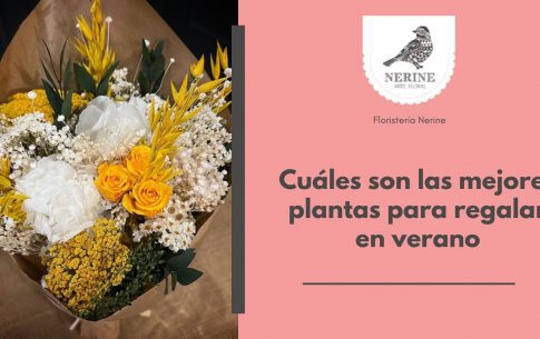 Cuáles son las mejores plantas para regalar en verano