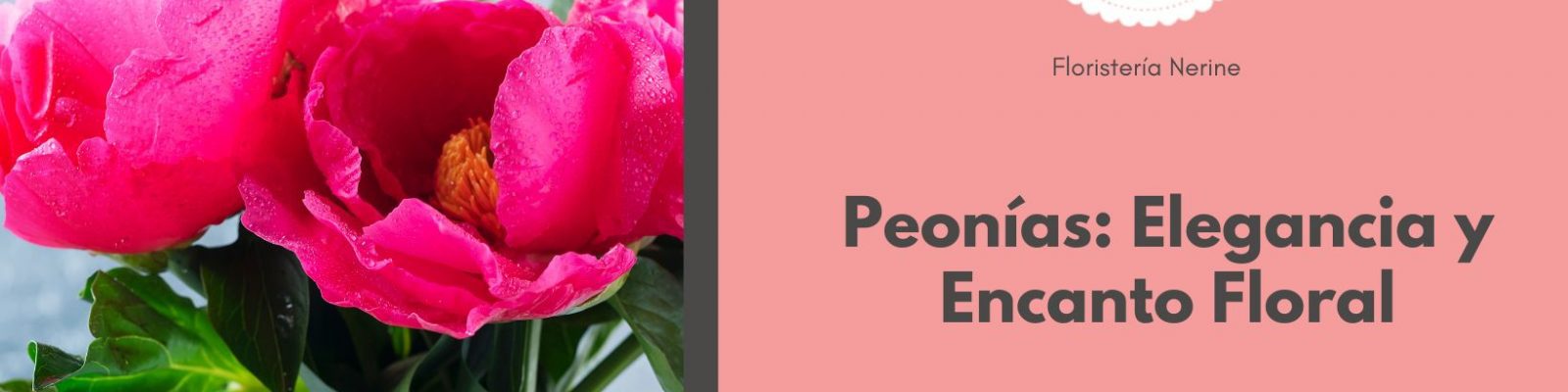 Peonías Elegancia y Encanto Floral