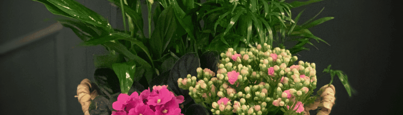 flores para recién nacidos