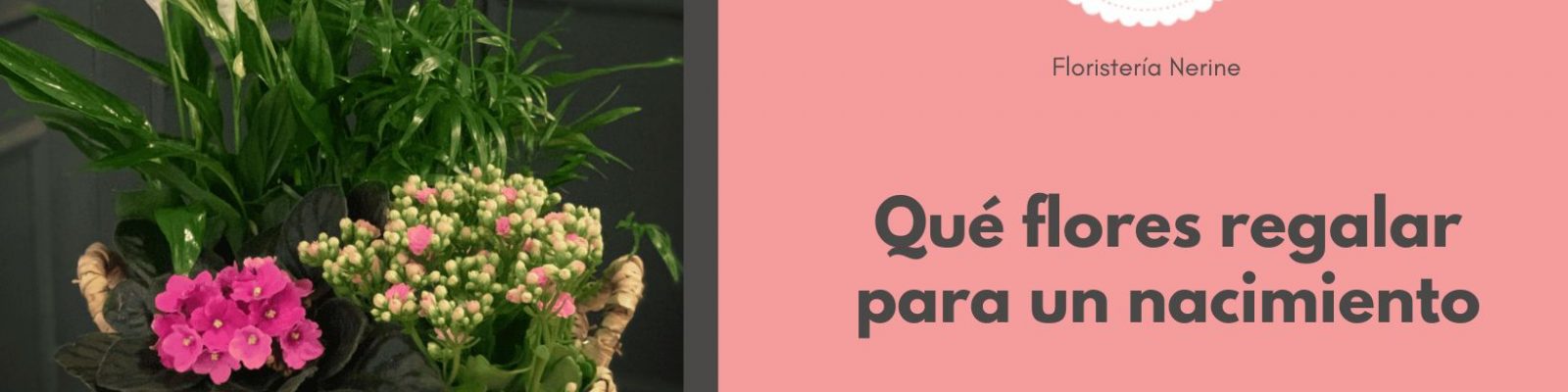 Qué flores regalar para un nacimiento