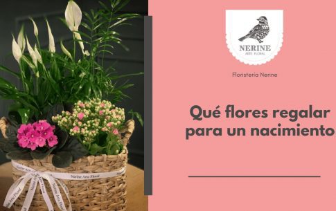 Qué flores regalar para un nacimiento
